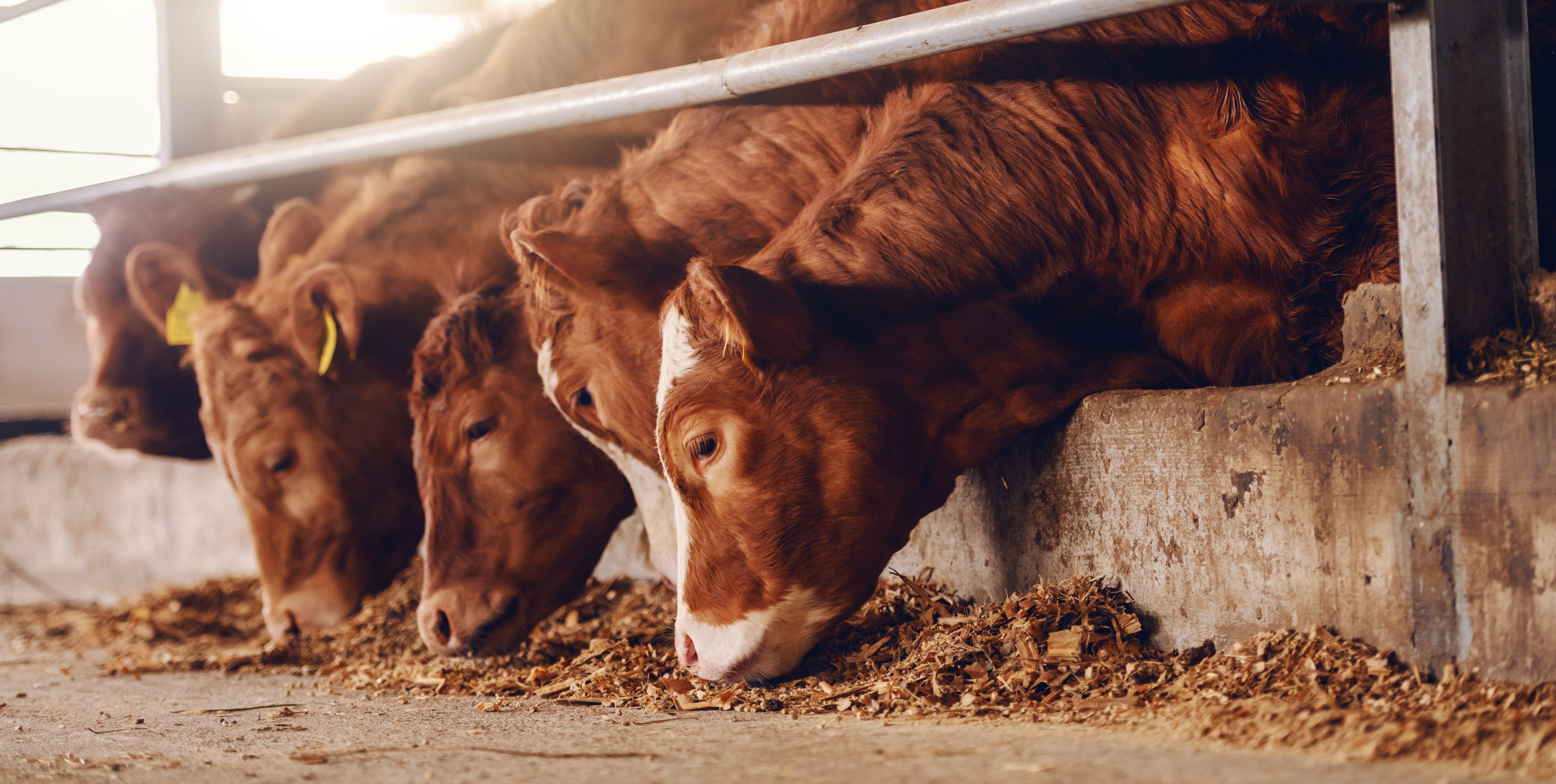 Livestock