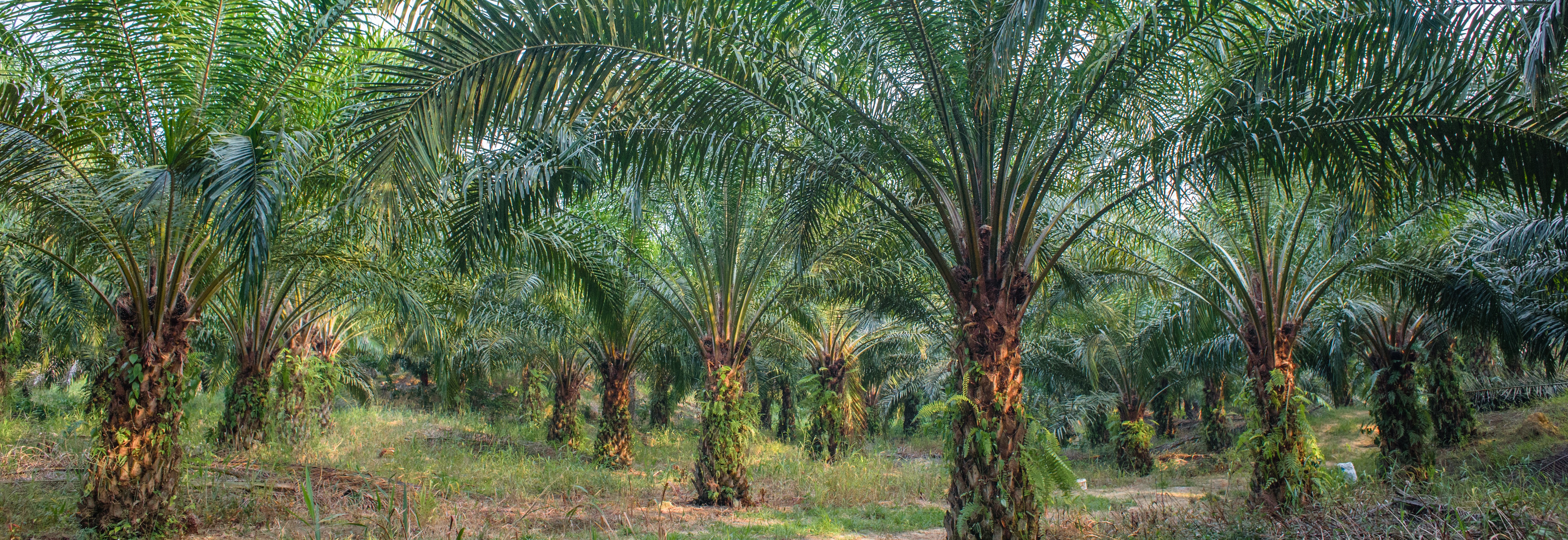 Palm Oil Plantation